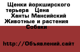 Щенки йоркширского терьера › Цена ­ 15 000 - Ханты-Мансийский Животные и растения » Собаки   